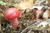 Boletus frostii image