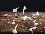 Lachnum clavigerum image