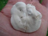 Clitopilus prunulus image