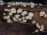 Lachnum clavigerum image