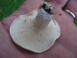 Clitopilus prunulus image