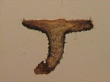 Lachnum clavigerum image