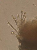 Lachnum clavigerum image