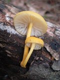 Cyptotrama chrysopepla image