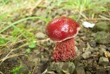 Boletus frostii image