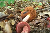 Boletus frostii image