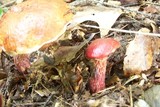 Boletus frostii image