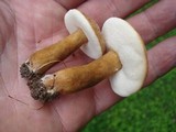 Gyroporus castaneus image