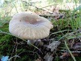Russula crustosa image