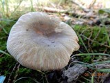 Russula crustosa image