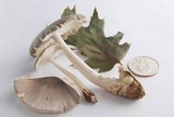 Amanita sect. Vaginatae image