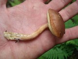 Imleria badia image
