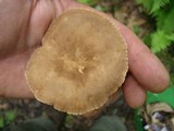 Lactarius marylandicus image