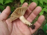 Lactarius marylandicus image