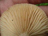 Lactarius marylandicus image