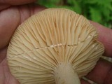 Lactarius marylandicus image