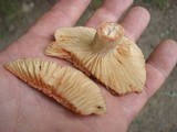 Lactarius marylandicus image