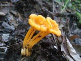 Cantharellus minor image