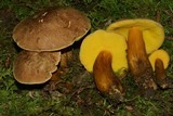 Pulveroboletus innixus image