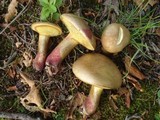 Baorangia bicolor image