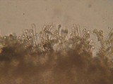 Lachnum clavigerum image
