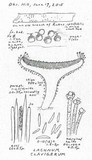 Lachnum clavigerum image