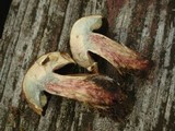 Boletus vermiculosus image