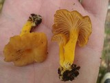 Cantharellus ignicolor image