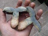 Boletus vermiculosus image