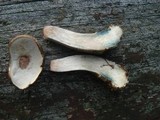 Leccinum snellii image