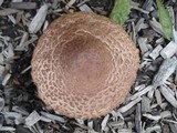 Leucoagaricus americanus image