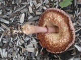 Leucoagaricus americanus image