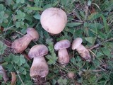 Tylopilus violatinctus image