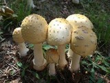 Amanita velatipes image