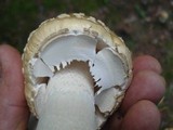 Amanita velatipes image