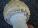 Amanita velatipes image