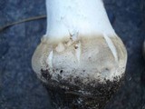 Amanita velatipes image