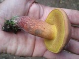 Baorangia bicolor image