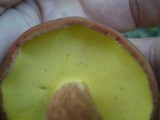 Baorangia bicolor image