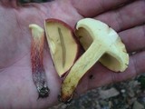 Baorangia bicolor image