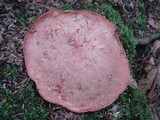 Boletus miniato-olivaceus image