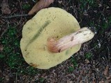 Boletus miniato-olivaceus image