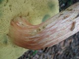 Boletus miniato-olivaceus image