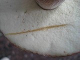 Boletus subcaerulescens image