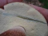 Boletus subcaerulescens image