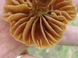 Cortinarius distans image