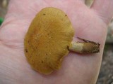 Cortinarius semisanguineus image