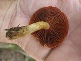 Cortinarius semisanguineus image