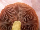 Cortinarius semisanguineus image
