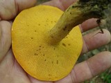 Suillus subaureus image